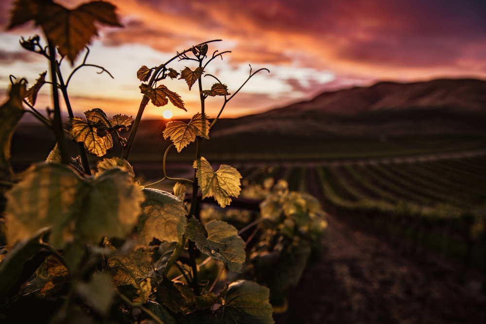 les vignobles bourgogne